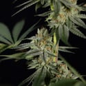 Lemon Cherry Gelato (Zamnesia Seeds) feminized