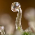 Lemon Cherry Gelato (Zamnesia Seeds) feminized