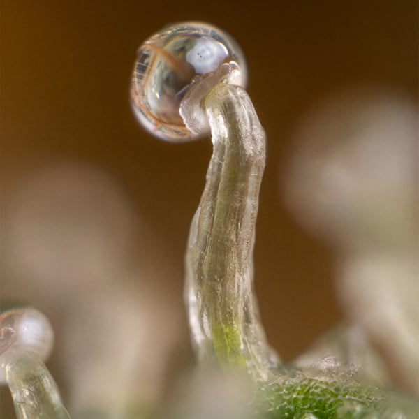 Lemon Cherry Gelato (Zamnesia Seeds) feminized
