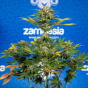 Jet Fuel (Zamnesia Seeds) feminized