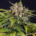 Jet Fuel (Zamnesia Seeds) feminized