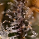 Jet Fuel (Zamnesia Seeds) feminized