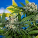 Jet Fuel (Zamnesia Seeds) feminized