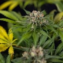 Jet Fuel (Zamnesia Seeds) feminized