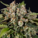 Jet Fuel (Zamnesia Seeds) feminized