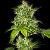 Autoflower Haze (Bulldog Seeds) feminized