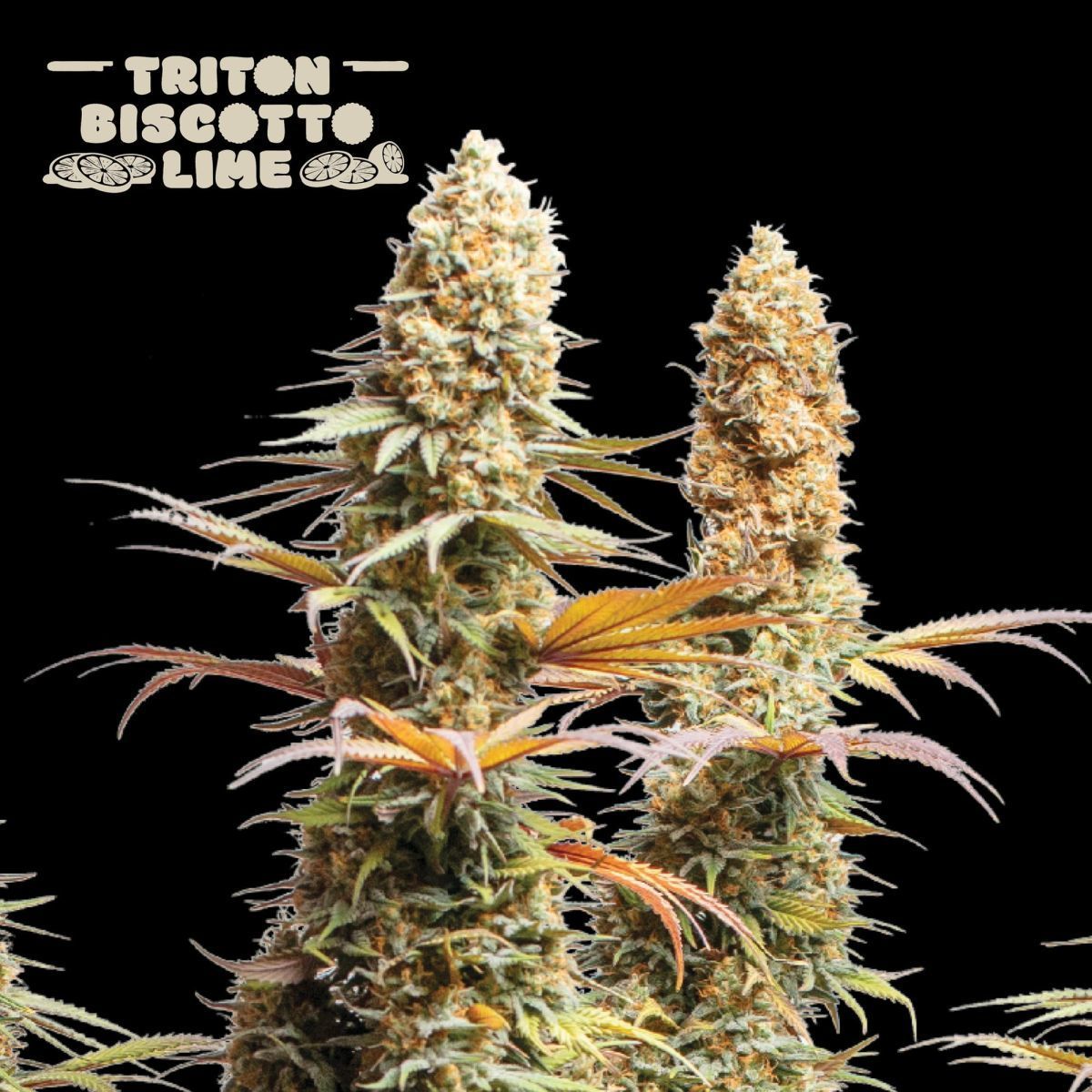 Triton Biscotto Lime | Seedstockers