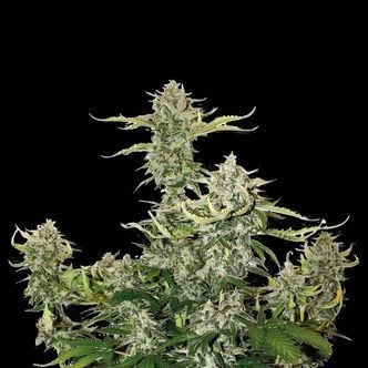 Candy Dawg Auto (Seedstockers Superior) feminisiert