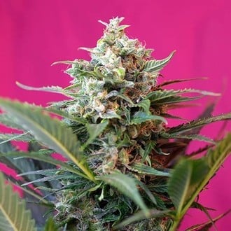 Big Devil XL Auto (Sweet Seeds) feminized