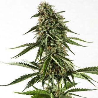 Rainbow Sherbet 11 (Kannabia) feminisiert