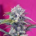 Cream Mandarine Auto (Sweet Seeds) feminisiert