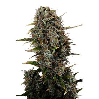 Amnesi-K Haze (Kannabia) feminized