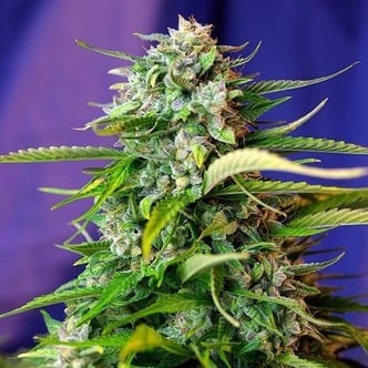 Jack 47 Auto (Sweet Seeds) feminisiert