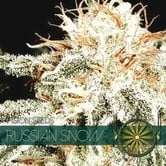 Russian Snow (Vision Seeds) feminisiert