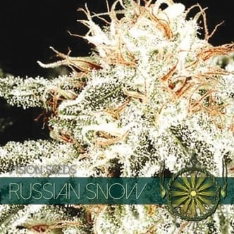 Russian Snow (Vision Seeds) feminized