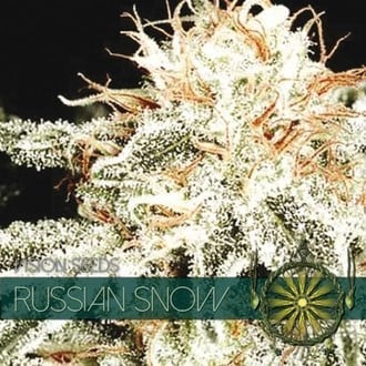 Russian Snow (Vision Seeds) feminized