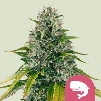 Royal Moby (Royal Queen Seeds) feminisiert