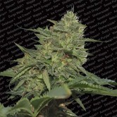 Original Cheese (Paradise Seeds) feminized
