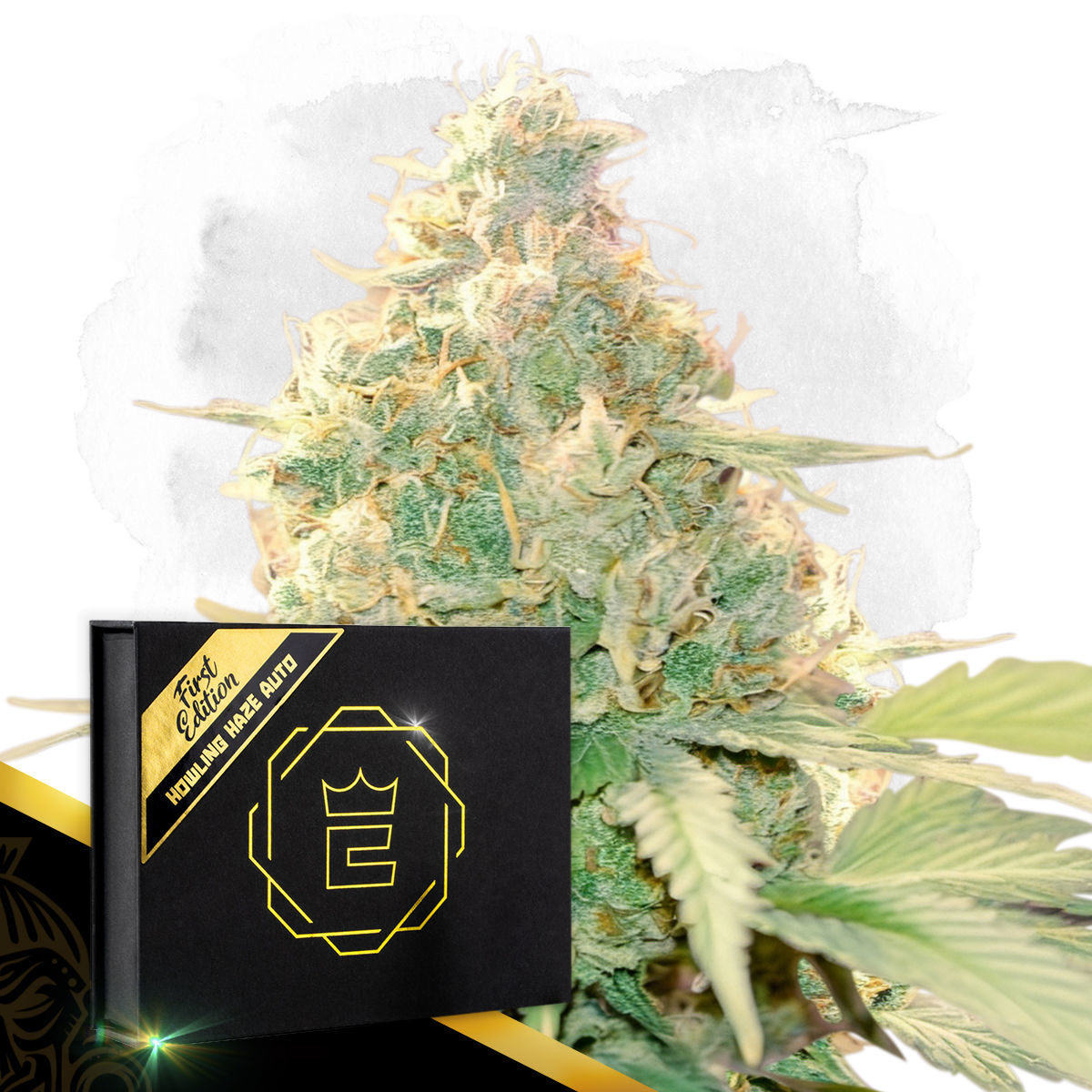 Diesel Haze Auto (WeedSeedShop)