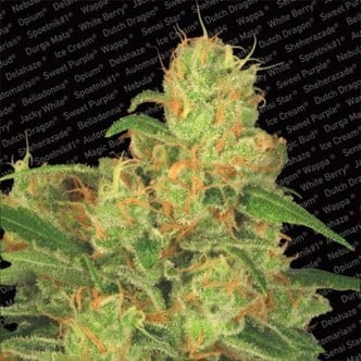 Auto Acid (Paradise Seeds) feminisiert