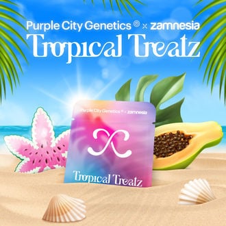 Tropical Treatz (Purple City Genetics x Zamnesia Seeds) feminisiert