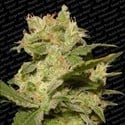 Auto Jack (Paradise Seeds) feminisiert