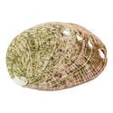 Abalone Shell