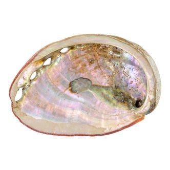 Abalone Shell