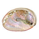 Abalone-Schale