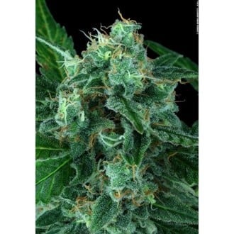 Auto Wappa (Paradise Seeds) feminisiert