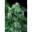 Auto Wappa (Paradise Seeds) feminized