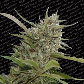 Auto Whiteberry (Paradise Seeds) feminisiert