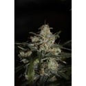 Auto Whiteberry (Paradise Seeds) feminisiert