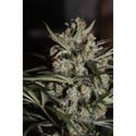 Auto Whiteberry (Paradise Seeds) feminisiert