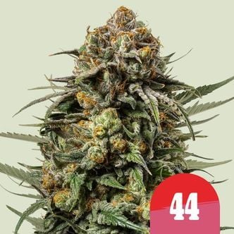 Papel de liar orgánico RQS - Royal Queen Seeds