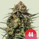 Gelato 44 (Royal Queen Seeds) feminisiert