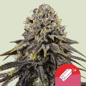 Dynamite Diesel (Royal Queen Seeds) feminisiert