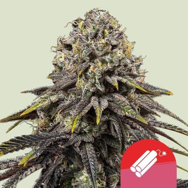 Dynamite Diesel (Royal Queen Seeds) feminisiert