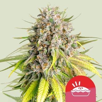 Punch Pie (Royal Queen Seeds) feminisiert