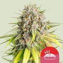 Punch Pie (Royal Queen Seeds) feminisiert