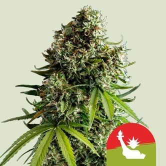 NYC Sour D Automatic (Royal Queen Seeds) Feminized