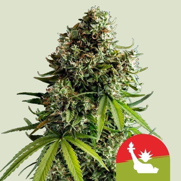 Sour Stomper Autoflowering (Mephisto Genetics)