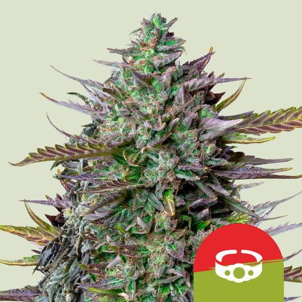 Goatlato Auto (Royal Queen Seeds)