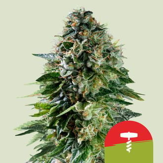 Corkscrew Automatic (Royal Queen Seeds) feminisiert