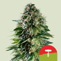 Corkscrew Automatic (Royal Queen Seeds) feminisiert