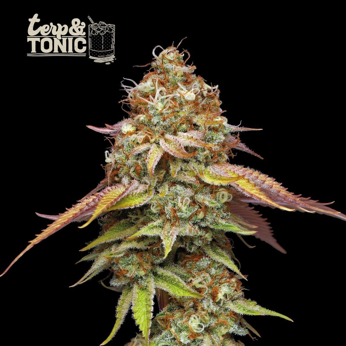 Terp & Tonic | Seedstockers - Zamnesia