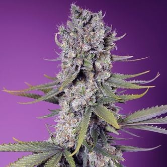 Papaya Zoap F1 Fast Version (Sweet Seeds) feminisiert