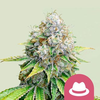 OG Kush (Royal Queen Seeds) feminisiert