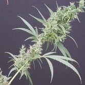 Neville's Haze x Mango (Mr. Nice) regular