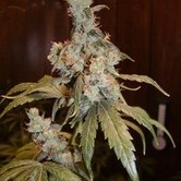 Afghan Haze (Mr. Nice) regular